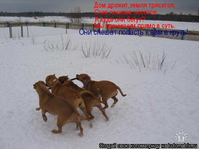 Котоматрица: Дом дрожит,земля трясется, Стая песиков несется. А куда они бегут? Мы проникним прямо в суть. Они спешат попасть к вам в круть!