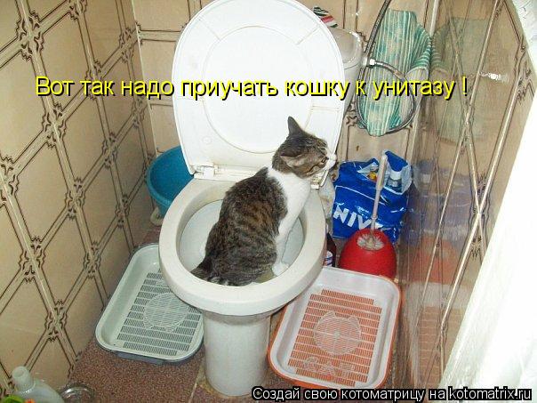 Котоматрица: Вот так надо приучать кошку к унитазу !