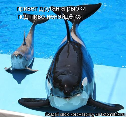 Котоматрица: привет друган а рыбки под пиво ненайдётся