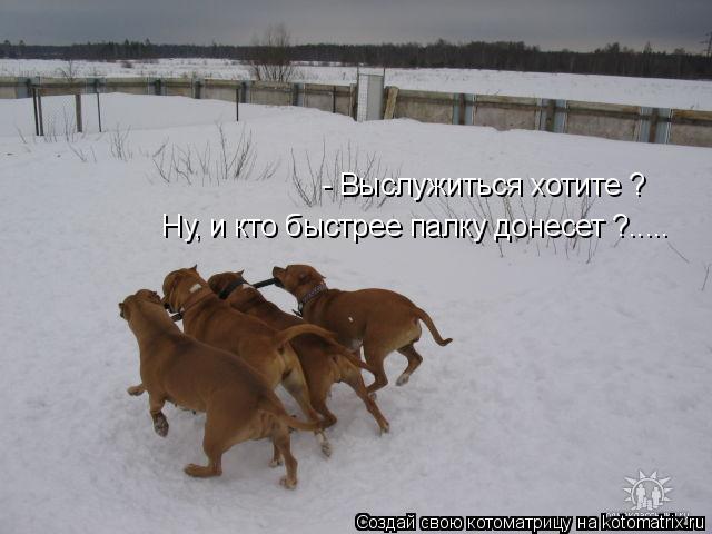 Котоматрица: - Выслужиться хотите ? Ну, и кто быстрее палку донесет ?.....