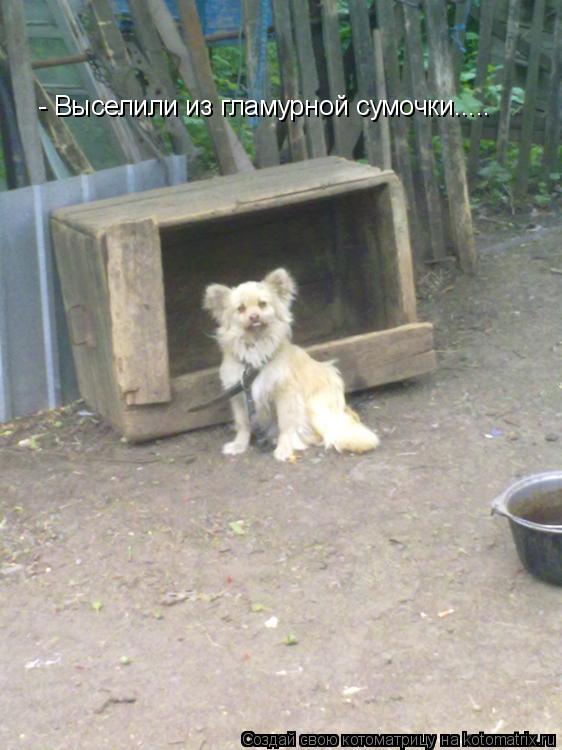 Котоматрица: - Выселили из гламурной сумочки.....