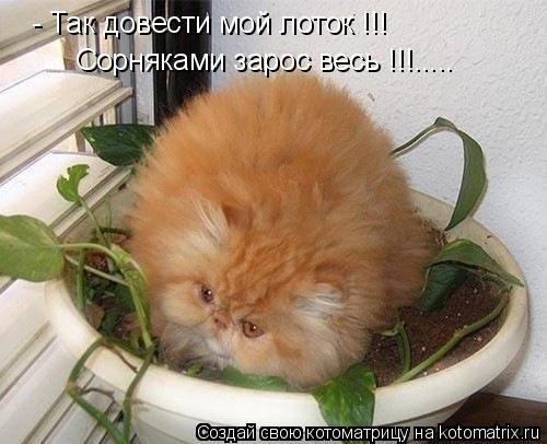 Котоматрица: - Так довести мой лоток !!! Сорняками зарос весь !!!.....