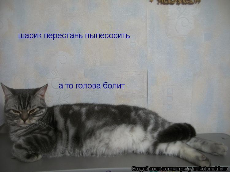 Котоматрица: шарик перестань пылесосить а то голова болит