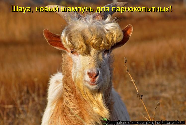 Котоматрица: Шауа, новый шампунь для парнокопытных!