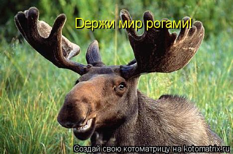 Котоматрица: Dержи мир рогами!