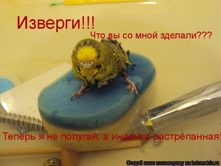 Котоматрица: Изверги!!! Что вы со мной зделали??? Теперь я не попугай, а индейка растрёпанная!