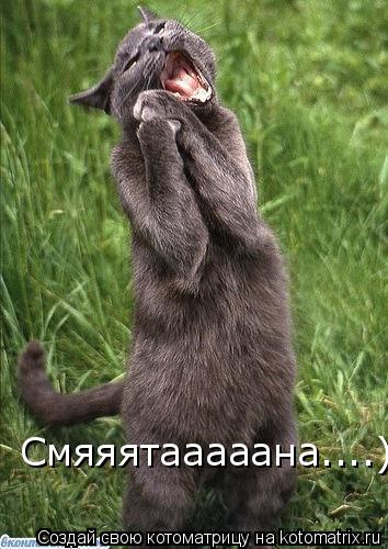 Котоматрица: Смяяятааааана....)))