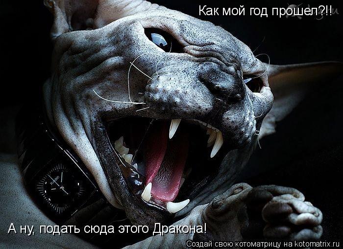 Котоматрица: Как мой год прошел?!! А ну, подать сюда этого Дракона!