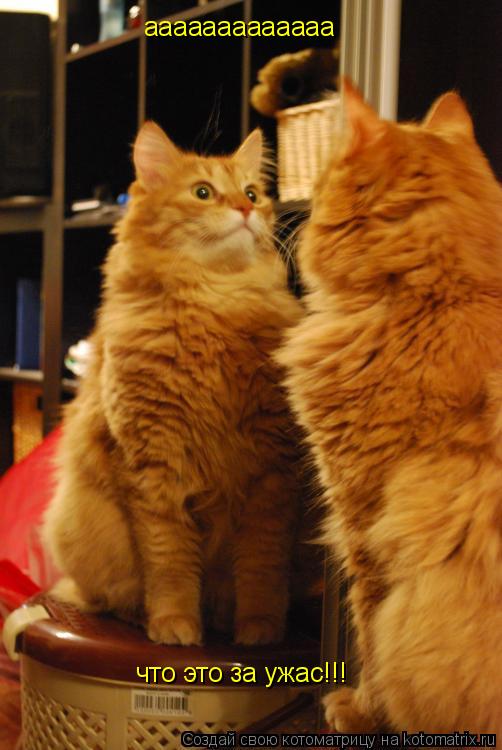 Котоматрица: ааааааааааааа что это за ужас!!!