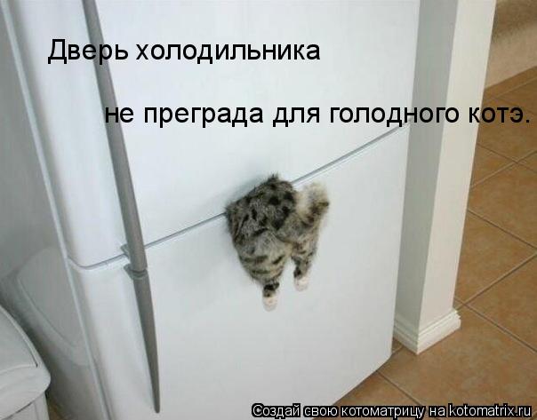 Котоматрица: Дверь холодильника  не преграда для голодного котэ.