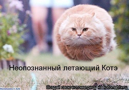 Котоматрица: Неопознанный летающий Котэ