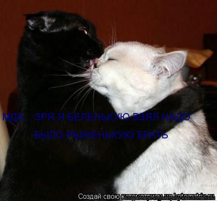 Котоматрица: МДА... ЗРЯ Я БЕЛЕНЬКУЮ ВЗЯЛ НАДО   БЫЛО РЫЖЕНЬКУЮ БРАТЬ