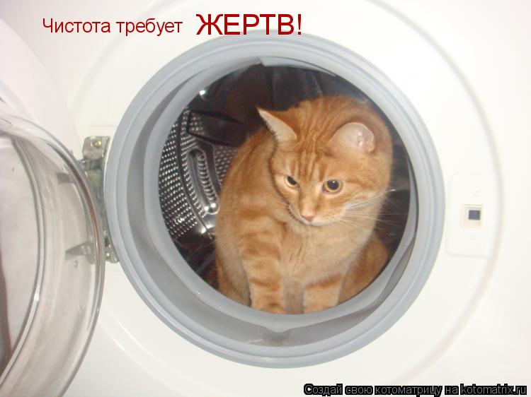 Котоматрица: Чистота требует  ЖЕРТВ!
