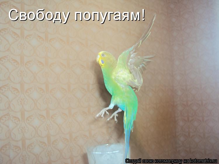 Котоматрица: Свободу попугаям!
