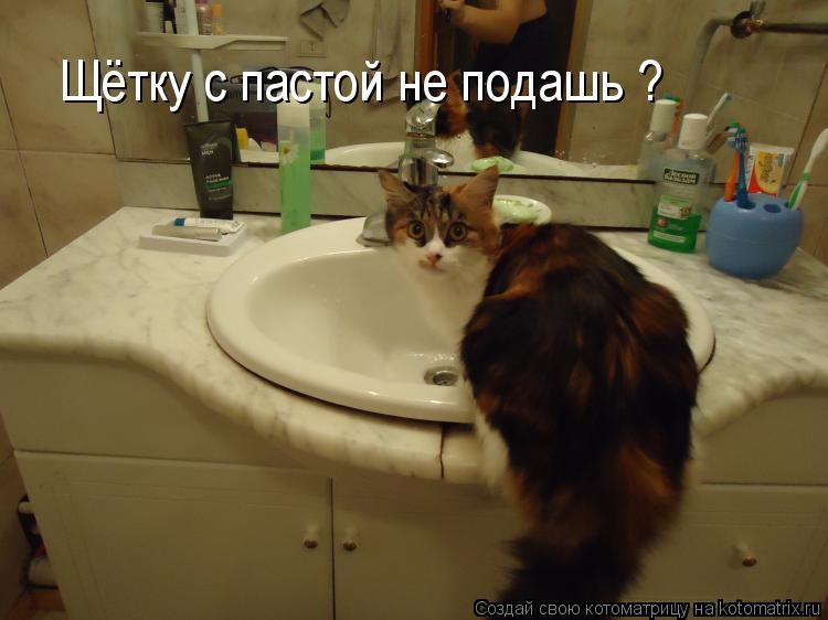 Котоматрица: Щётку с пастой не подашь ?