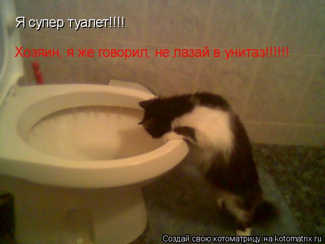 Котоматрица: Я супер туалет!!!! Хозяин, я же говорил, не лазай в унитаз!!!!!!