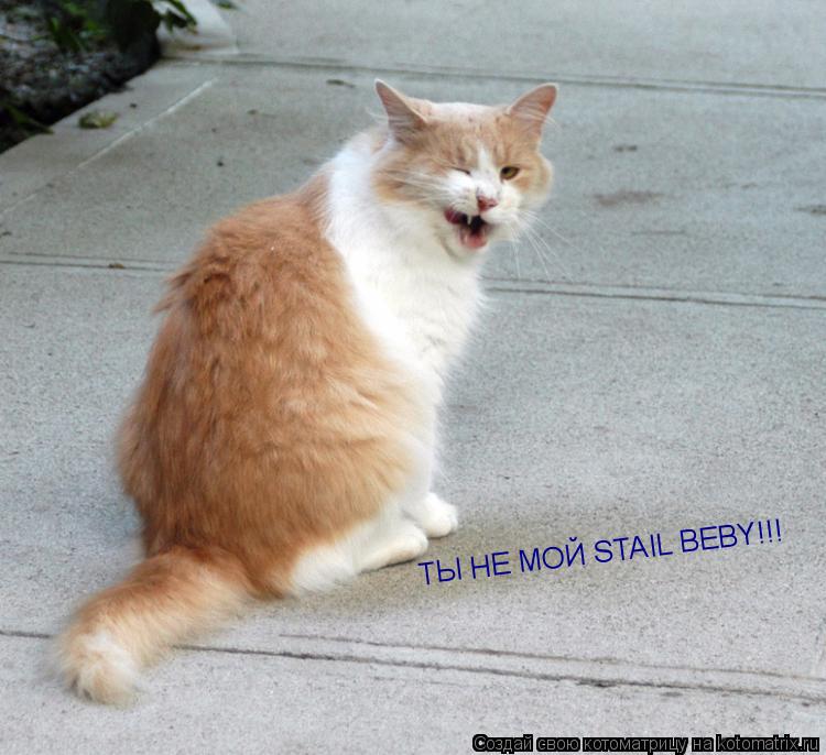 Котоматрица: ТЫ НЕ МОЙ STAIL BEBY!!!