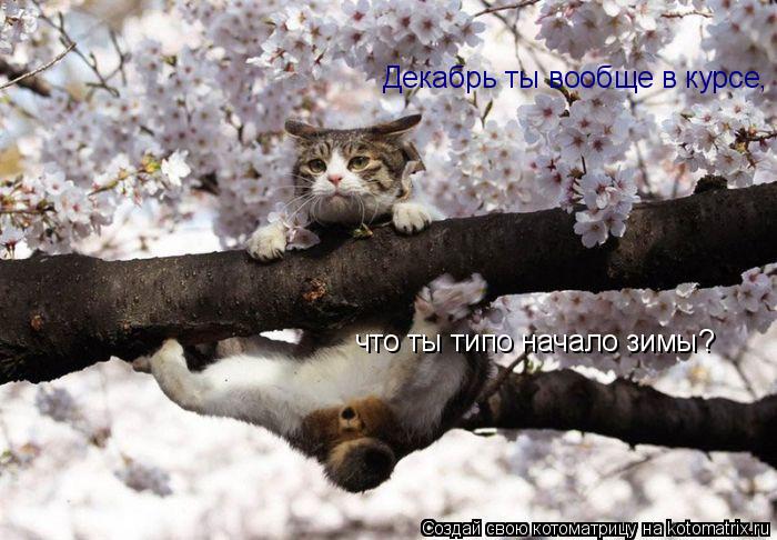 Котоматрица: Декабрь ты вообще в курсе, что ты типо начало зимы?