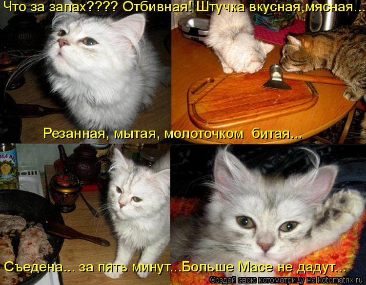 Что за запах???? Отбивная! Штучка вкусная,мясная.... Резанная, мытая, молоточком битая... Съедена...... Котоматрица: Что за запах???? Отбивная! Штучка вкусная,мясная.... Резанная, мытая, молоточком битая... Съедена... за пять минут...Больше Масе не дадут...