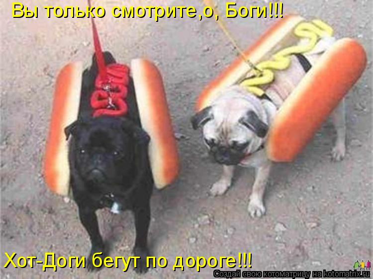 Котоматрица: Вы только смотрите,о, Боги!!! Хот-Доги бегут по дороге!!!
