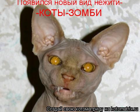 Котоматрица: Появился новый вид нежити- -КОТЫ-ЗОМБИ