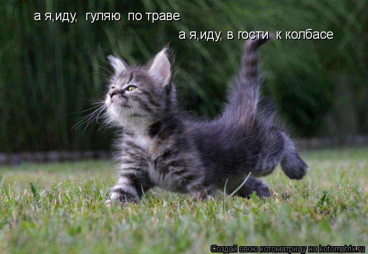 Котоматрица: а я,иду,  гуляю  по траве а я,иду, в гости  к колбасе