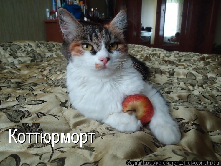 Котоматрица: Коттюрморт