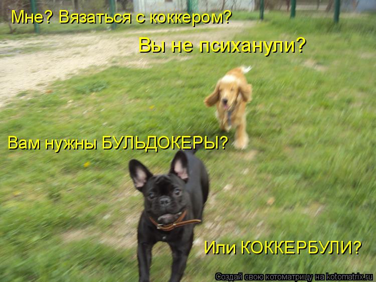 Мне? Вязаться с коккером? Вам нужны БУЛЬДОКЕРЫ? Или КОККЕРБУЛИ? Вы не психанули?... Котоматрица: Мне? Вязаться с коккером? Вам нужны БУЛЬДОКЕРЫ? Или КОККЕРБУЛИ? Вы не психанули?