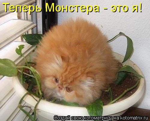 Котоматрица: Теперь Монстера - это я!