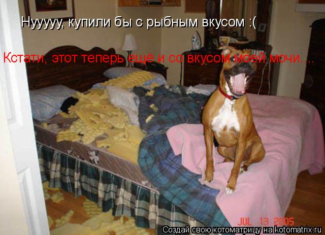 Котоматрица: Нууууу, купили бы с рыбным вкусом :( Кстати, этот теперь ещё и со вкусом моей мочи....
