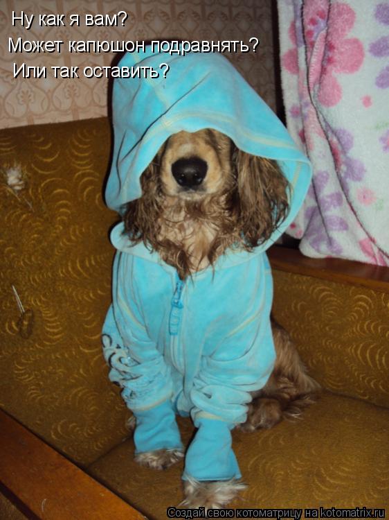 Котоматрица: Ну как я вам? Ну как я вам? Может капюшон подравнять? Или так оставить?