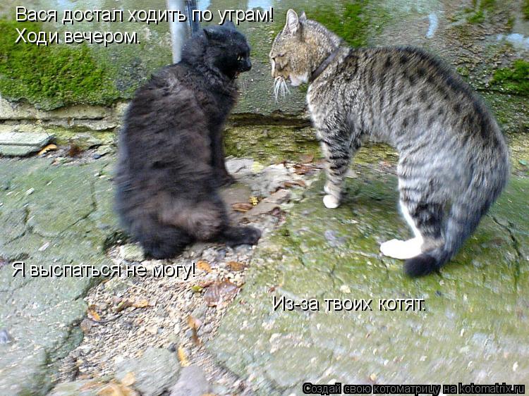 Котоматрица: Вася достал ходить по утрам! Ходи вечером. Я выспаться не могу! Из-за твоих котят.