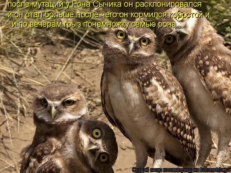Котоматрица: после мутаций у Рона Сычика он расклонировался  и он стал больше после чего он кормился коростой и   и по вечерам грыз понемножку семью рона