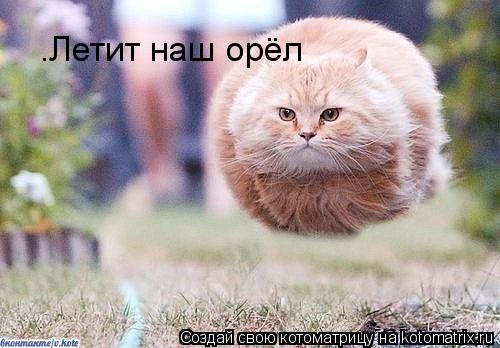 Котоматрица: .Летит наш орёл