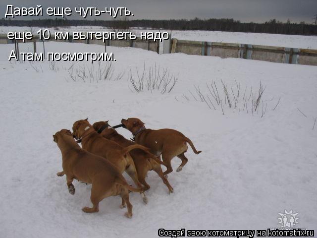 Котоматрица: Давай еще чуть-чуть. еще 10 км вытерпеть надо А там посмотрим.