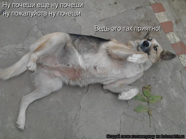 Котоматрица: Ну почеши еще ну почеши ну пожалуйста ну почеши. Ведь это так приятно!