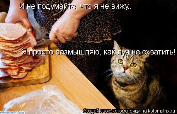 Котоматрица: И не подумайте, что я не вижу.. Я просто размышляю, как лучше схватить!