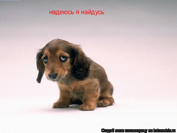 Котоматрица: надеюсь я найдусь