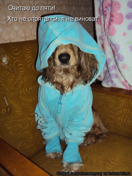 Котоматрица: Считаю до пяти! Хто не спряталси, я не виноват