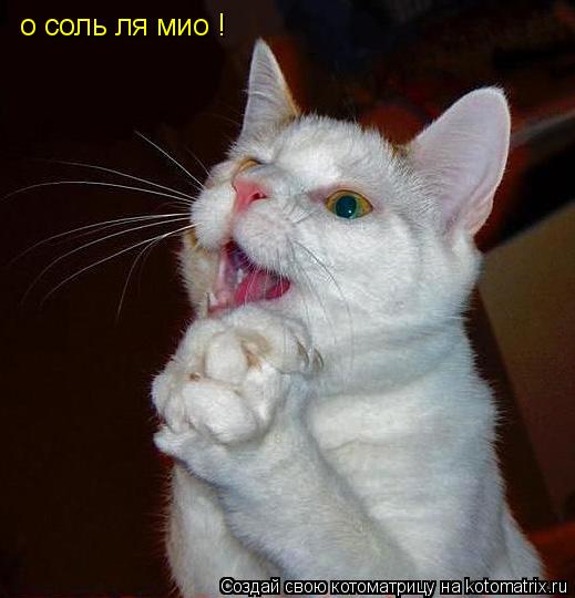 Котоматрица: о соль ля мио !