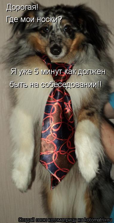 Котоматрица: Дорогая!  Где мои носки? Я уже 5 минут как должен  быть на собеседовании!!
