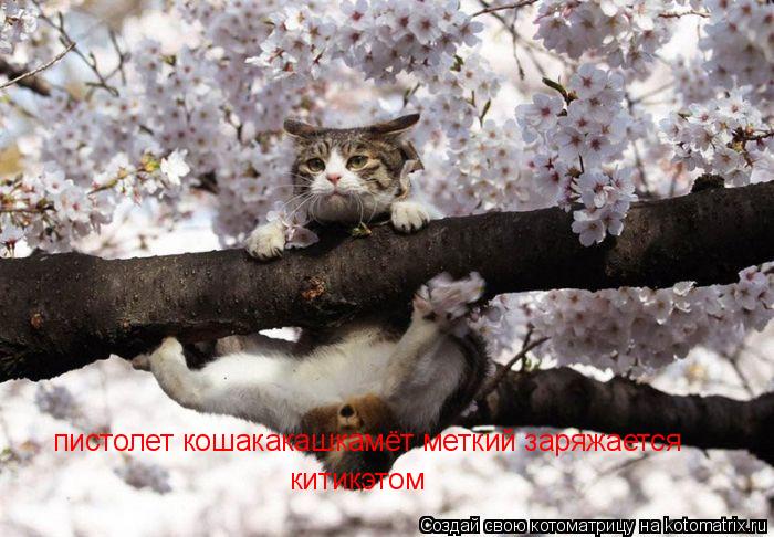 Котоматрица: пистолет кошакакашкамёт меткий заряжается   китикэтом