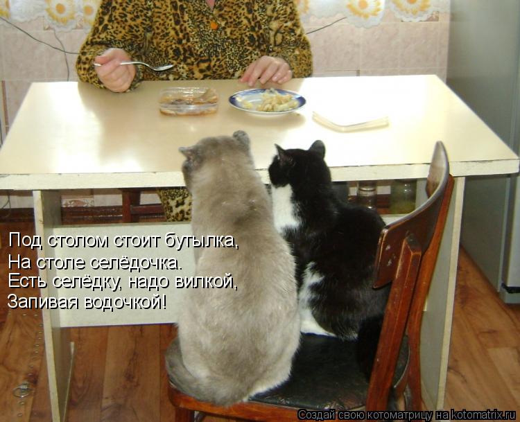 Котоматрица: Под столом стоит бутылка, На столе селёдочка. Есть селёдку, надо вилкой, Запивая водочкой!