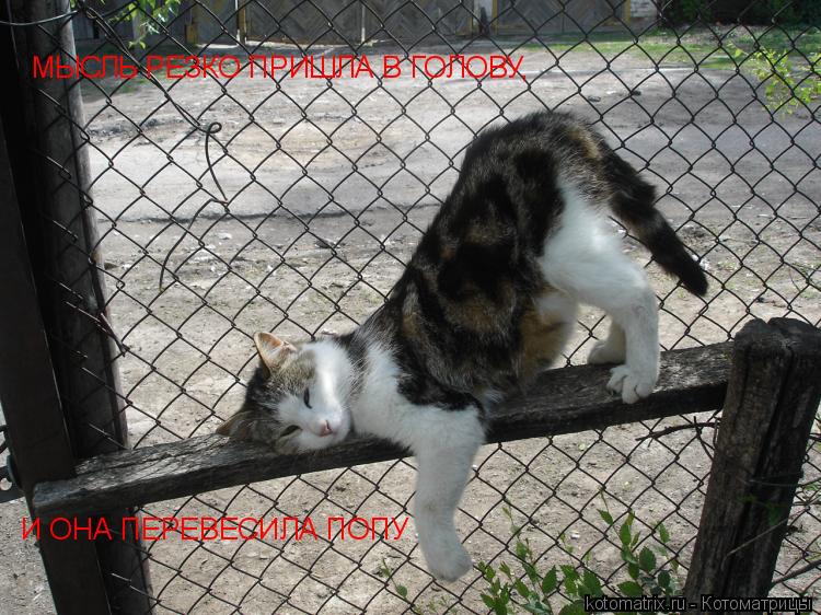 Котоматрица: МЫСЛЬ РЕЗКО ПРИШЛА В ГОЛОВУ, И ОНА ПЕРЕВЕСИЛА ПОПУ