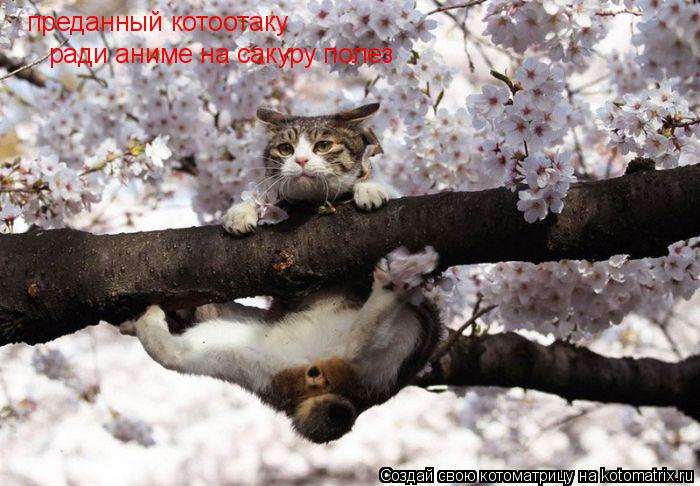 Котоматрица: преданный котоотаку    ради аниме на сакуру полез