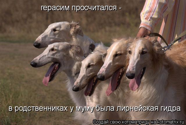Котоматрица: герасим просчитался -  в родственниках у муму была лирнейская гидра