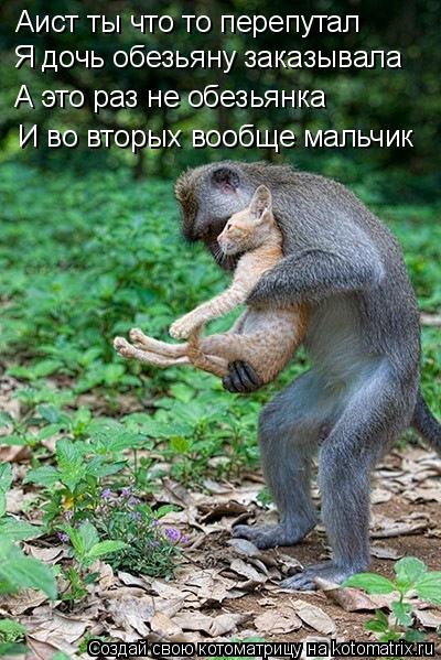 Котоматрица: Аист ты что то перепутал Я дочь обезьяну заказывала  А это раз не обезьянка И во вторых вообще мальчик