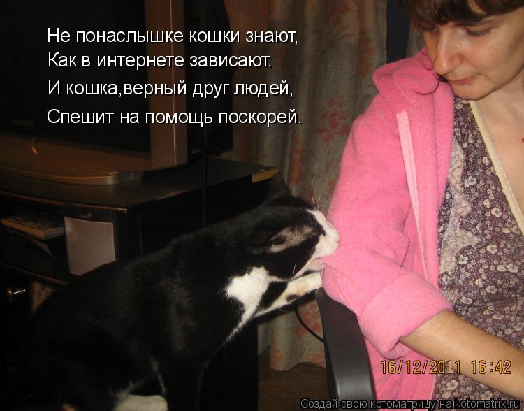 Котоматрица: Не понаслышке кошки знают, Как в интернете зависают. И кошка,верный друг людей, Спешит на помощь поскорей.
