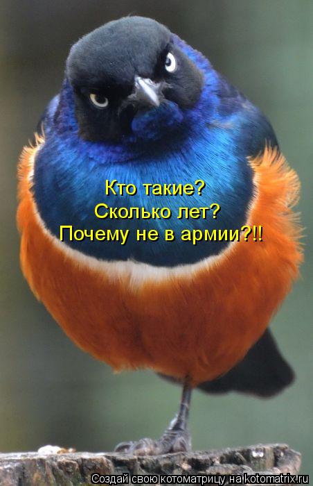 Котоматрица: Кто такие? Сколько лет? Почему не в армии?!!