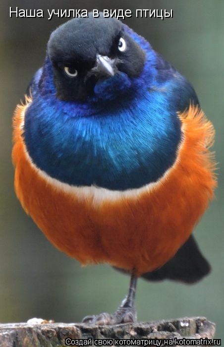 Котоматрица: Наша училка в виде птицы